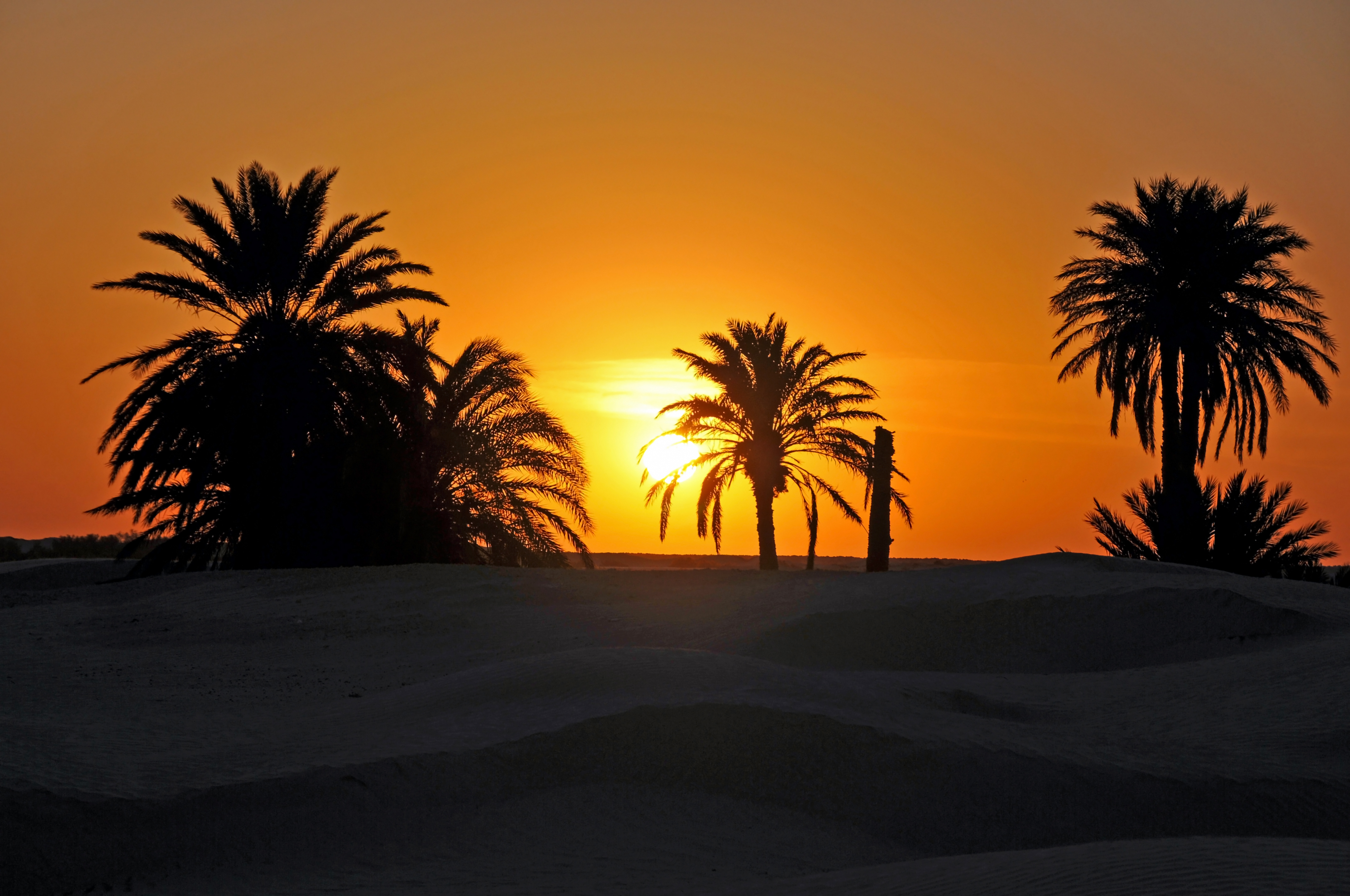 Климат туниса. Тунис Оазис шебека. Пустыни Туниса. Тунис климат. Пустыня сахара в Тунисе.