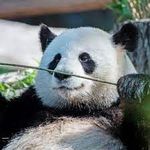 Profil (PharmaKoala)