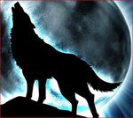 Profil (Wire_Lobo)