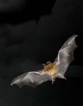 Öffentlich (Fledermaus2)