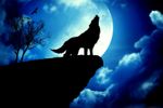 Profil (wolfie99)