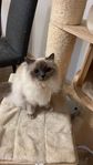 Profil (Kabelbär)