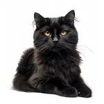 Profil (BlackCat24)