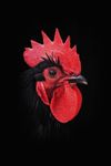 Profil (Native)