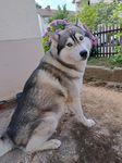 Profil (Bruno14)