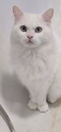 Profil (Aliak54)