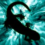 Profil (Salamander)