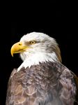 Profil (Oromis)