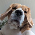 Profil (Beri82)