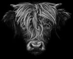 Profil (Flatlander)
