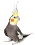 Profil (Der_Kunde)