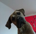 Profil (Pittiplatsch78)