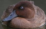 Profil (duckduck)