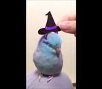 Profil (HarryBirb)