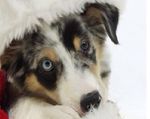 Profil (Bubinka)