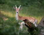 Profil (waidwerk)