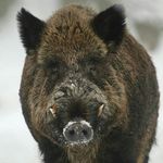 Profil (scottrover)