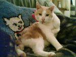 Profil (Zampi)