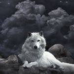 Profil (K_y_r_a82)