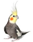 Profil (Kupke75)