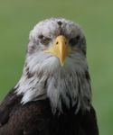 Profil (grossi68)