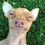 Profil (Stimpy_)