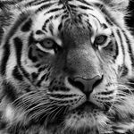 Profil (Gelöschter User)